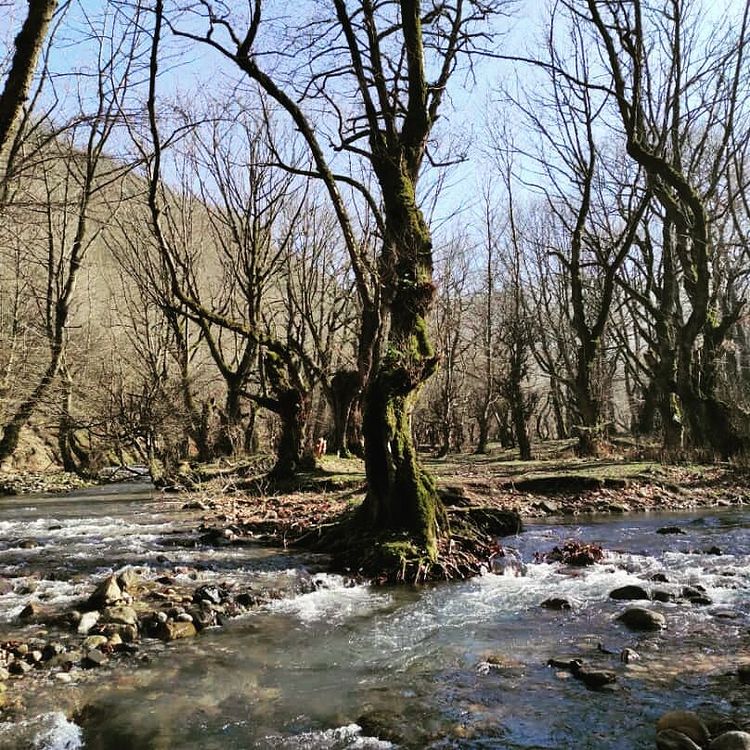 روستای نصفی شهرستان رودبار، نصفی گیلان، نصفی رستم آباد، آلش دشت، تپه ی مارلیک، جام مارلیک، مارلیک رستم آباد